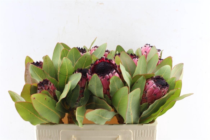 <h4>Protea Early Mountain Queen</h4>