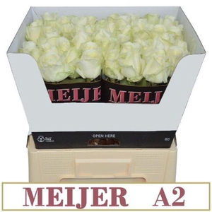 R Gr Avalanche White A2 Meijer