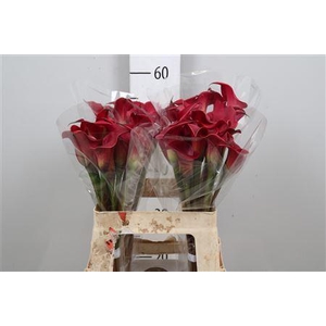 Zant Red Charm