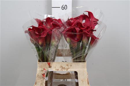 <h4>Zant Red Charm</h4>