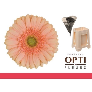 Gerbera Pre-Extase Water / Hoes