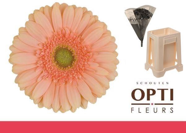 <h4>Gerbera Pre-Extase Water / Hoes</h4>