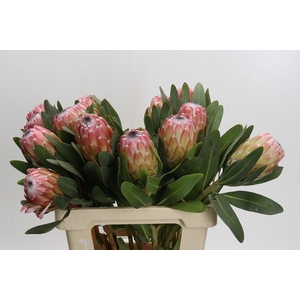 Protea Susara