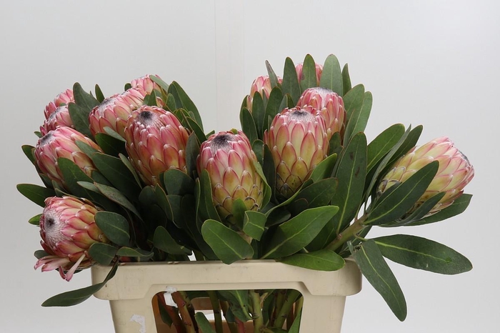 <h4>Protea Susara</h4>