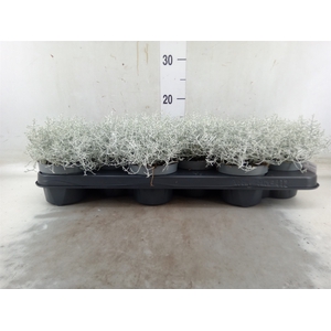Leucophyta     [Calocephalus]