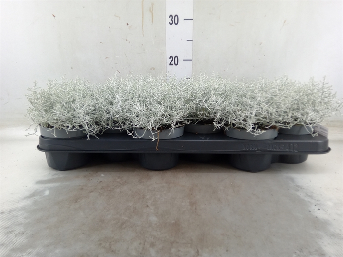 <h4>Leucophyta     [Calocephalus]</h4>