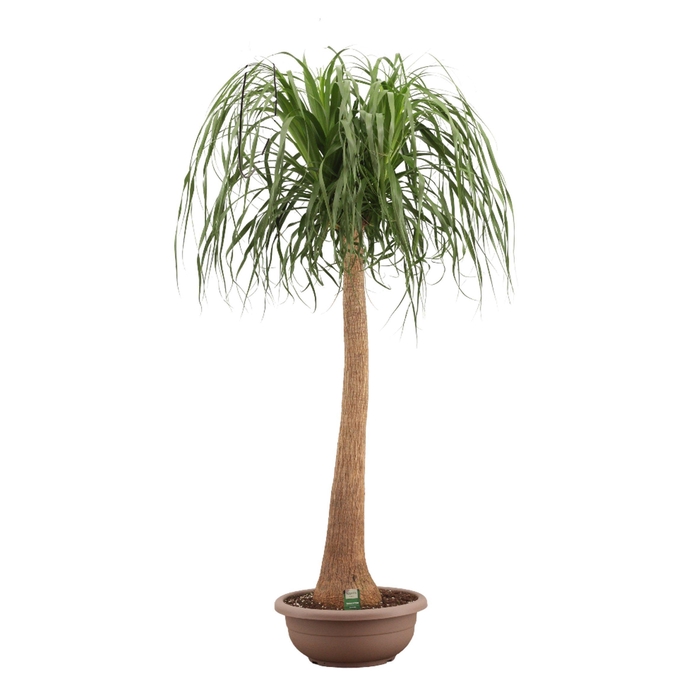 <h4>Beaucarnea recht compact 45 cm</h4>
