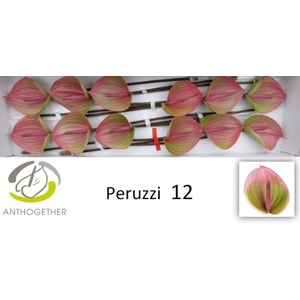 Anthurium Peruzzi