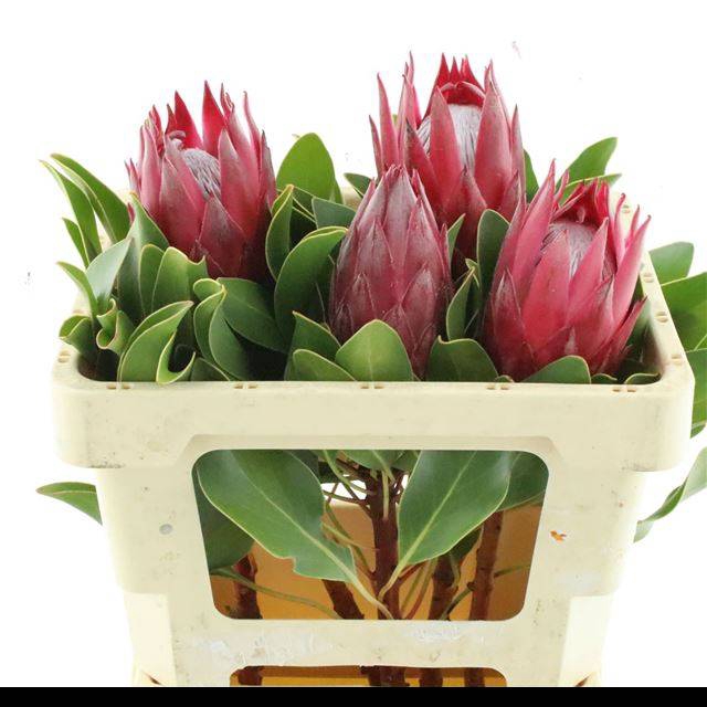 <h4>PROTEA CY MADIBA</h4>