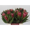 Protea Lancelot