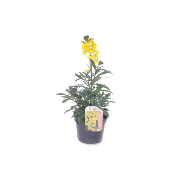 <h4>Erysimum lin. Fragrant Sunshine</h4>