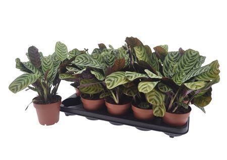<h4>Ctenanthe Burle-marx</h4>