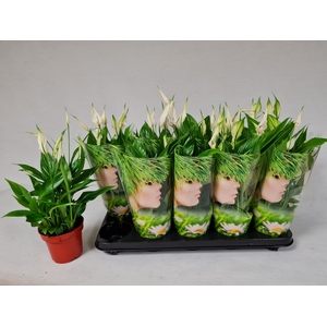 SPATH KORTO