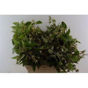 Euca Robusta Berry Fruits P Bunch