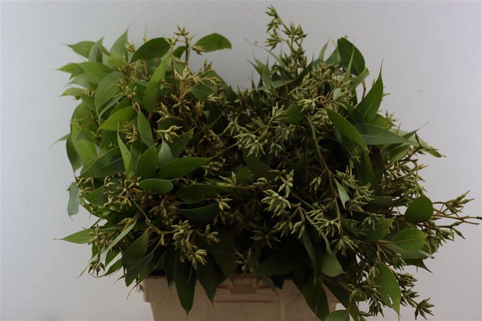 <h4>Euca Robusta Berry Fruits P Bunch</h4>