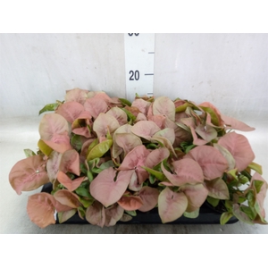 Syngonium  'Red Heart'
