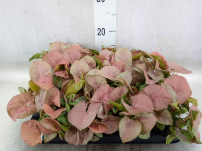 <h4>Syngonium  'Red Heart'</h4>