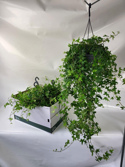 <h4>HED HE JACOBINE</h4>