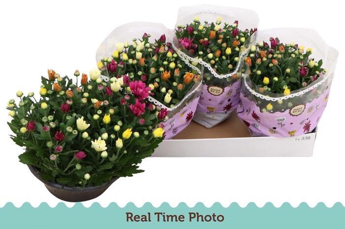 <h4>CHRYS GEM IN POT</h4>