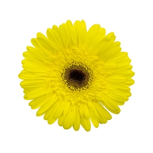 GERBERA WAKE UP 050 CM DIAM MIN 10