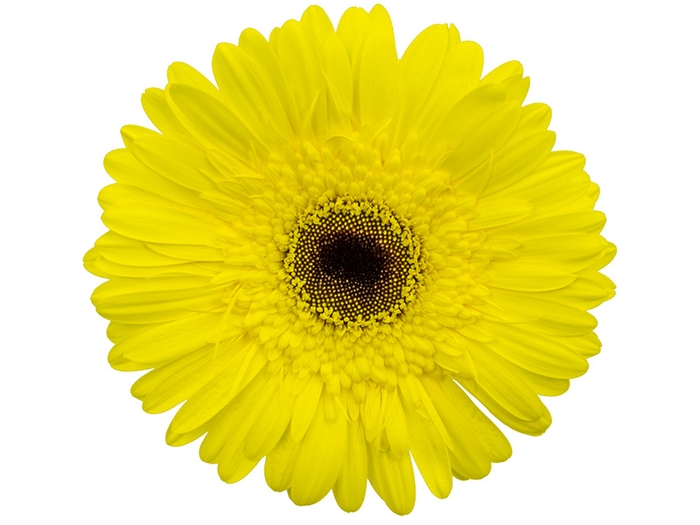 <h4>GERBERA WAKE UP >10 CM DIAM <050 CM AMARELO</h4>