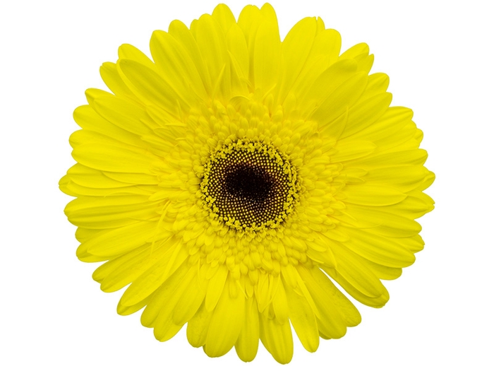 <h4>GERBERA WAKE UP 050 CM DIAM MIN 10</h4>
