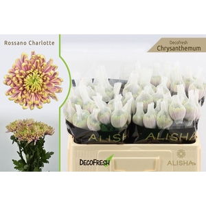 CHR G ROSSANO CHARLOTTE 50 GR.