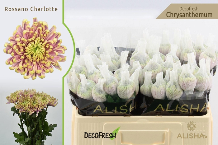 <h4>CHR G ROSSANO CHARLOTTE 50 GR.</h4>