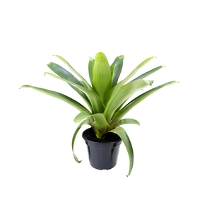 BROMELIA IMPERIAL P27 VERDE