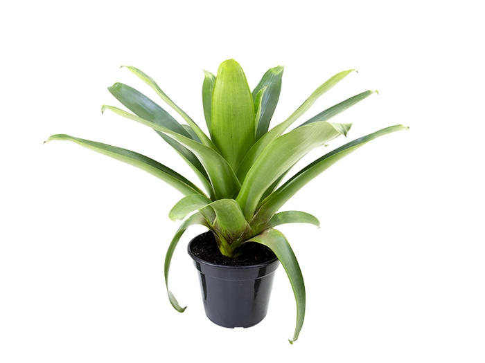 BROMELIA IMPERIAL P27 VERDE