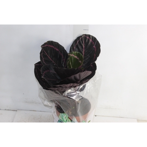 CALATHEA P17 VARIADO