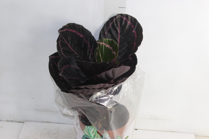 <h4>CALATHEA P17 VARIADO</h4>