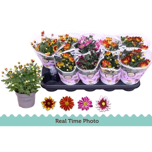 CHRYS GEM 2 KL BLOEM