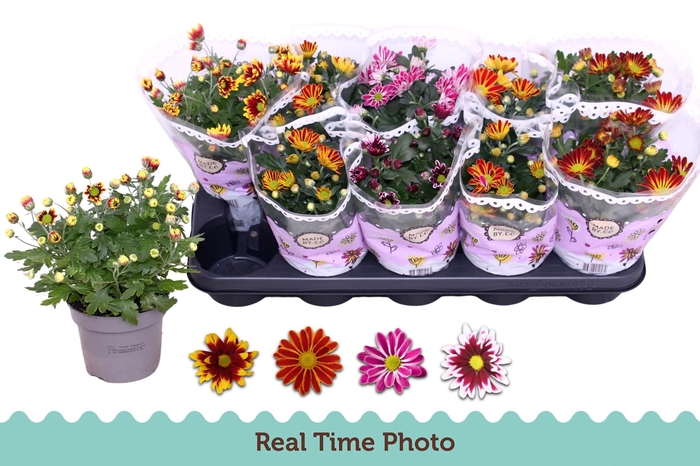 CHRYS GEM 2 KL BLOEM