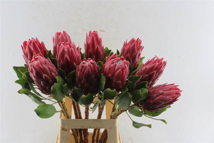 <h4>Protea Cy Red Rex C</h4>