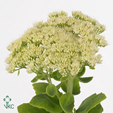 Sedum Sp Iceberg
