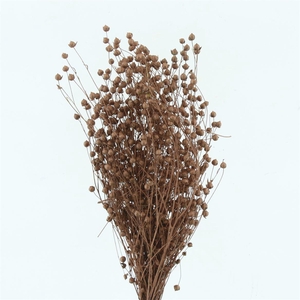 Dried Lino Bleached Koper