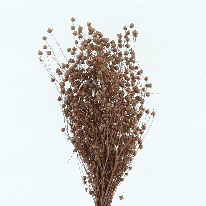 Dried Lino Bleached Koper