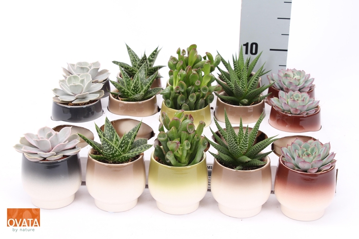 <h4>SUCC GEM 5 SRT</h4>