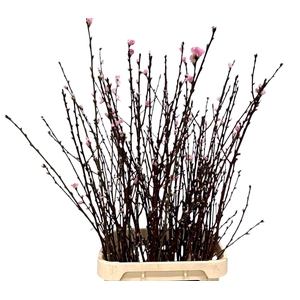 PRUNUS OV