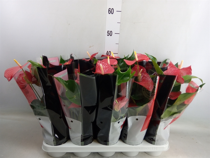 <h4>Anthurium   ...mix</h4>