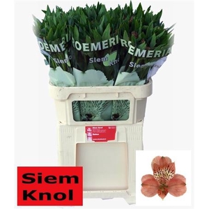 Alstroemeria Estee