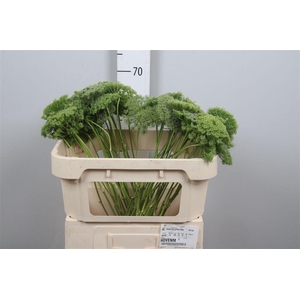 Ammi Vis Green Mist