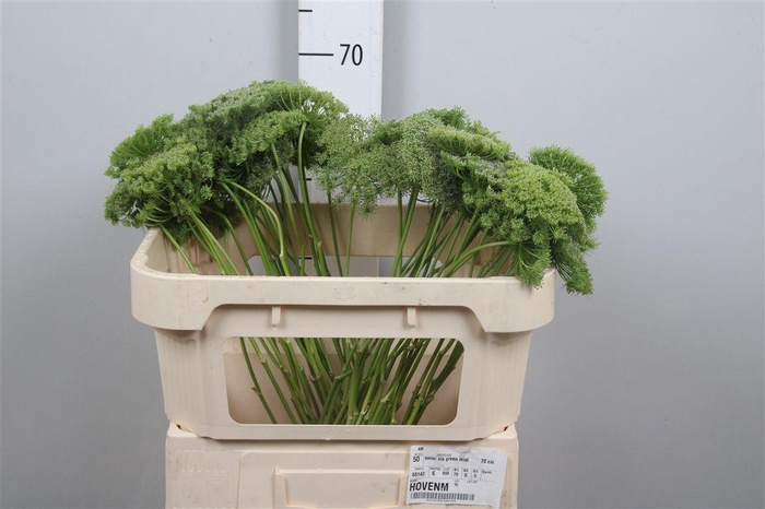 <h4>Ammi Vis Green Mist</h4>