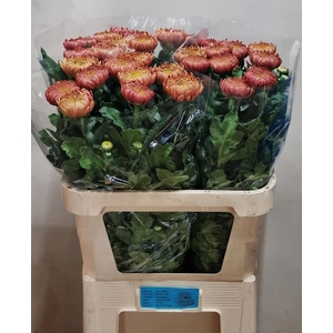 CHR G CASSANDRA BRON