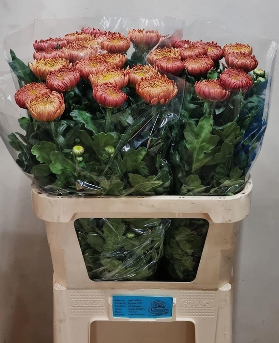 <h4>CHR G CASSANDRA BRON</h4>