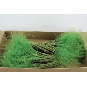 DF Stypha 60cm Bs Apple Green