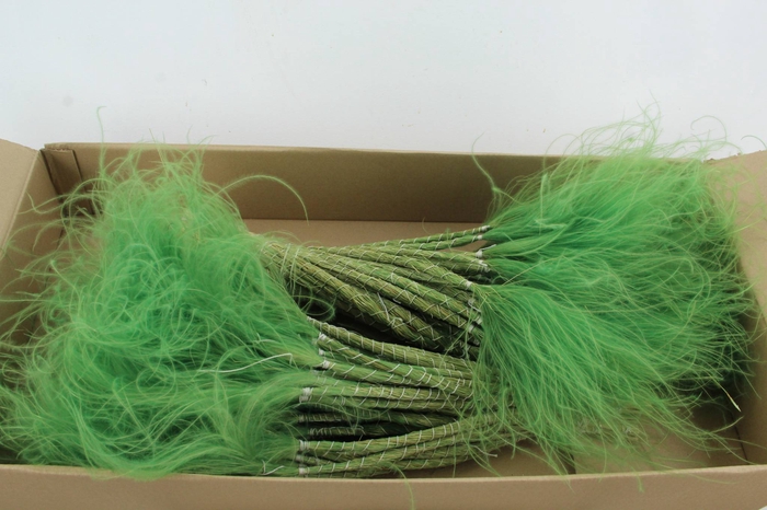 <h4>DF Stypha 60cm Bs Apple Green</h4>