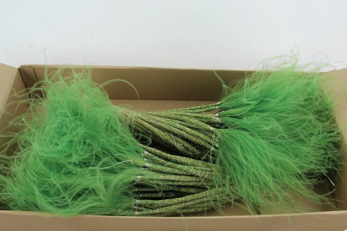 <h4>DF Stypha 60cm Bs Apple Green</h4>