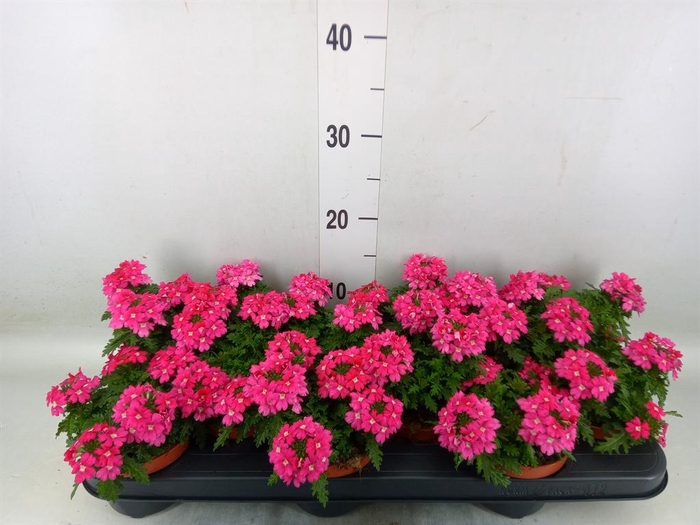 <h4>Verbena ...</h4>